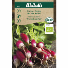 Reddik økologisk - French Breakfast